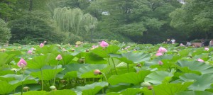 lotus blossoms in People's Park Shanghai